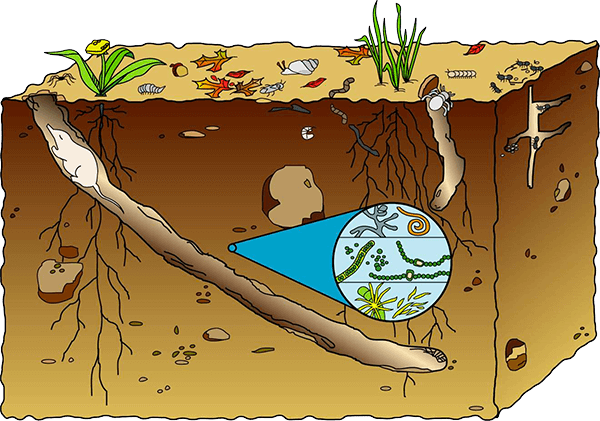 Healthy soil illustration