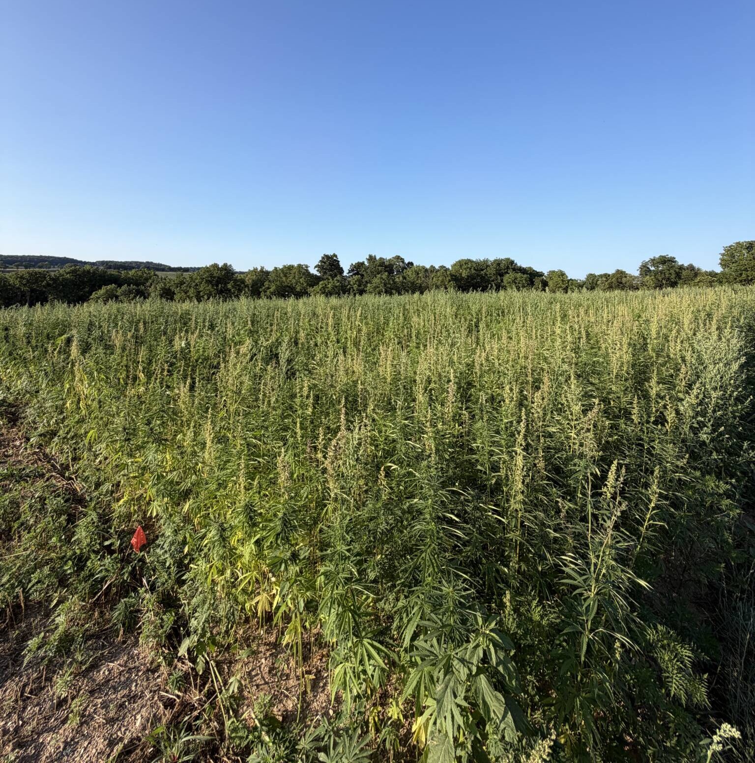 Growing Better Hemp Grain: Rodale Institute Studies How Cover Crops Boost Yield and Nutrition