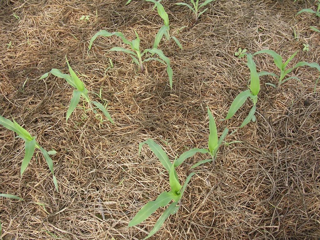 no-till corn