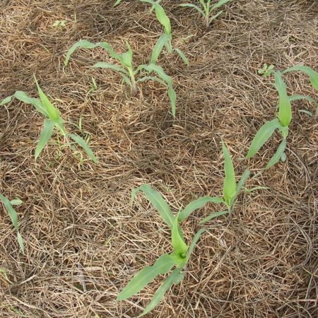 no-till corn