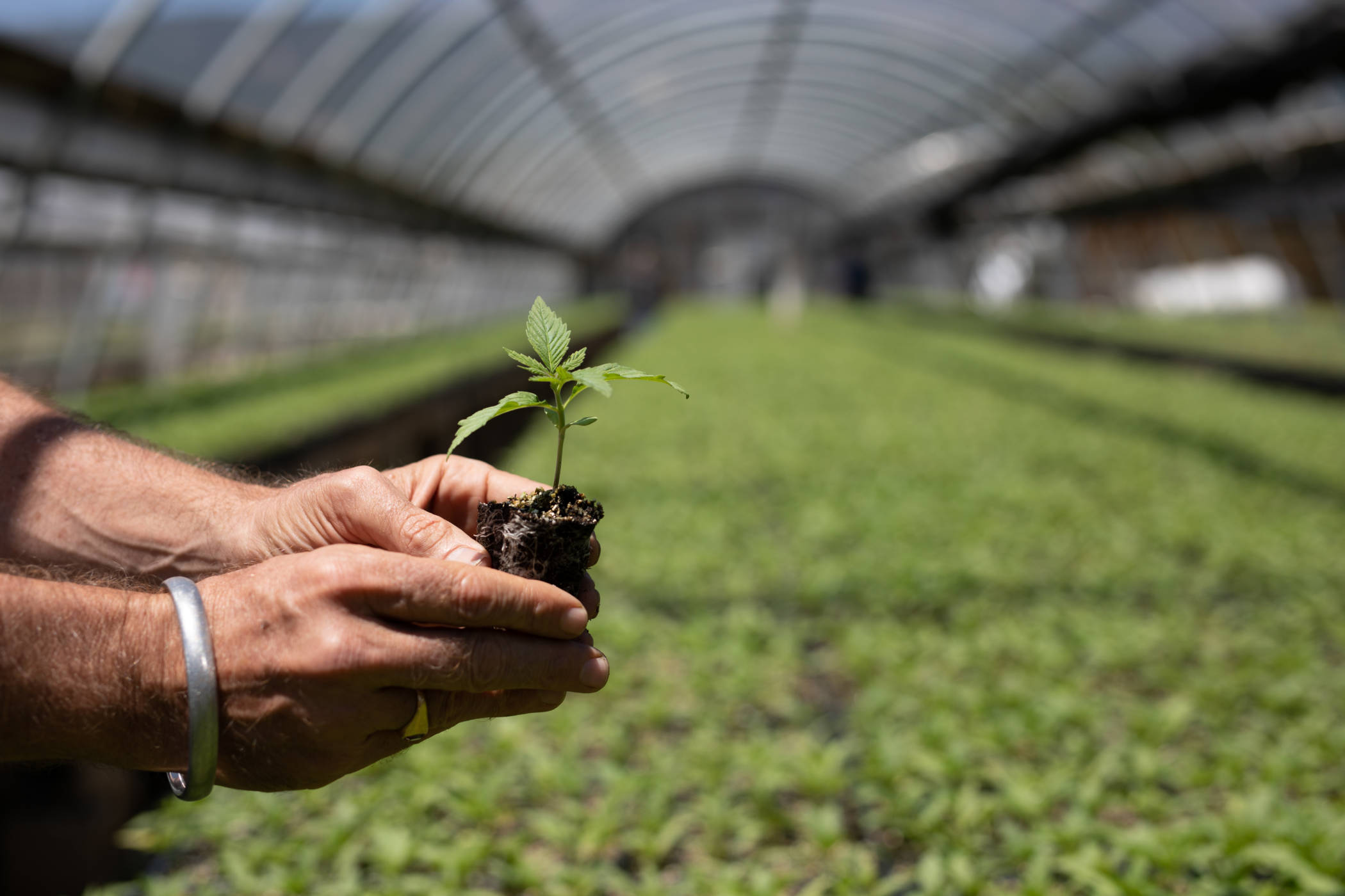 Cultures de couverture en production maraîchère biologique sans travail de  sol Agri-Réseau