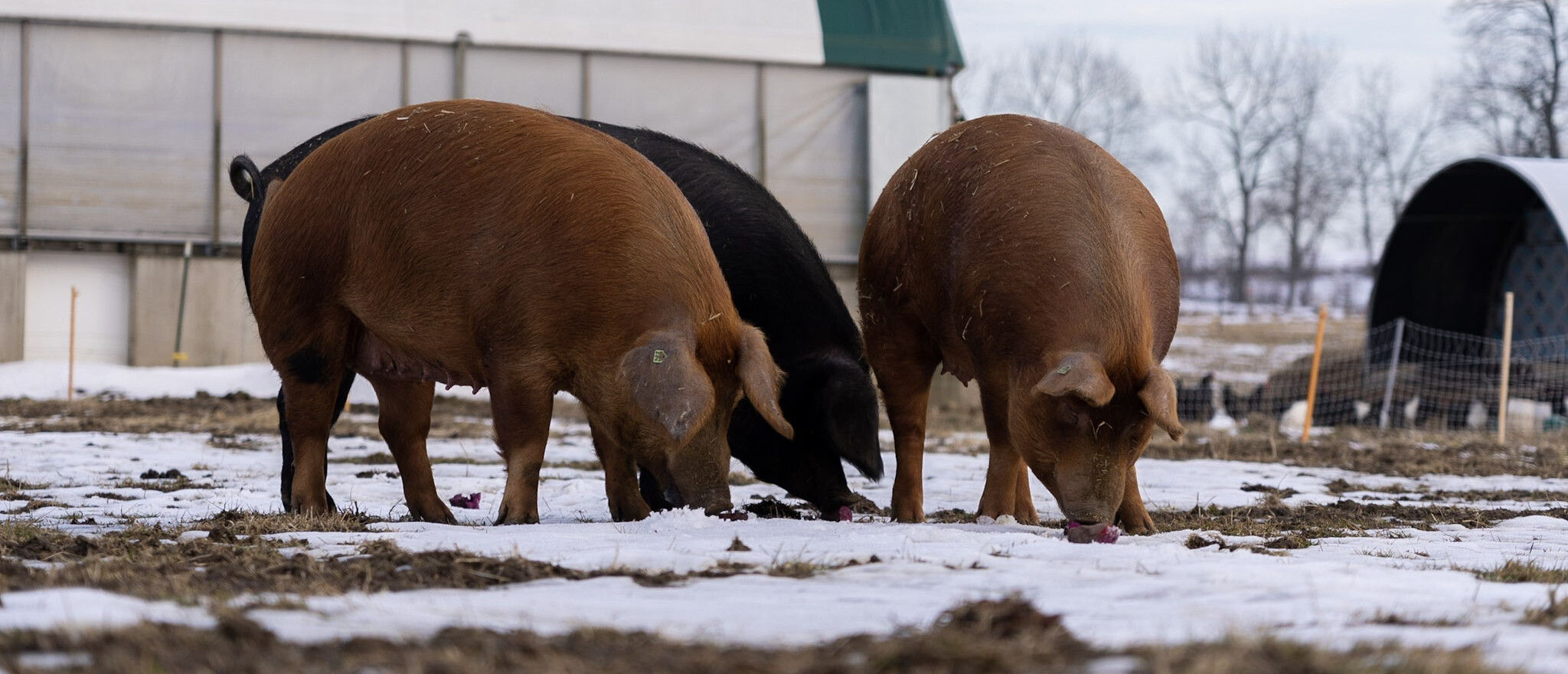 Rodale Institute, Agriculture Supported Communities photo 12