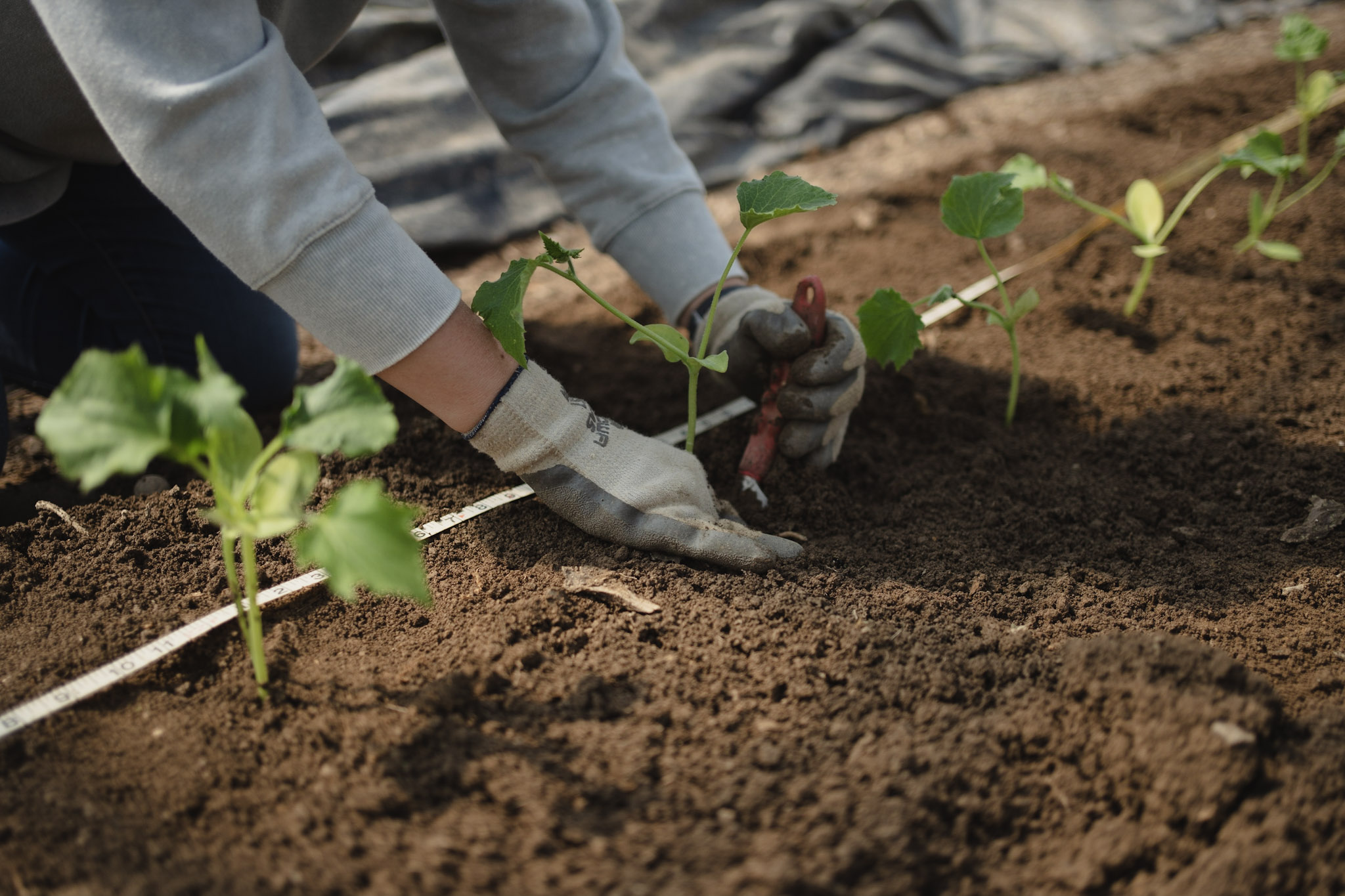 Rodale Institute: Soil Health Principles for Regenerative Ag