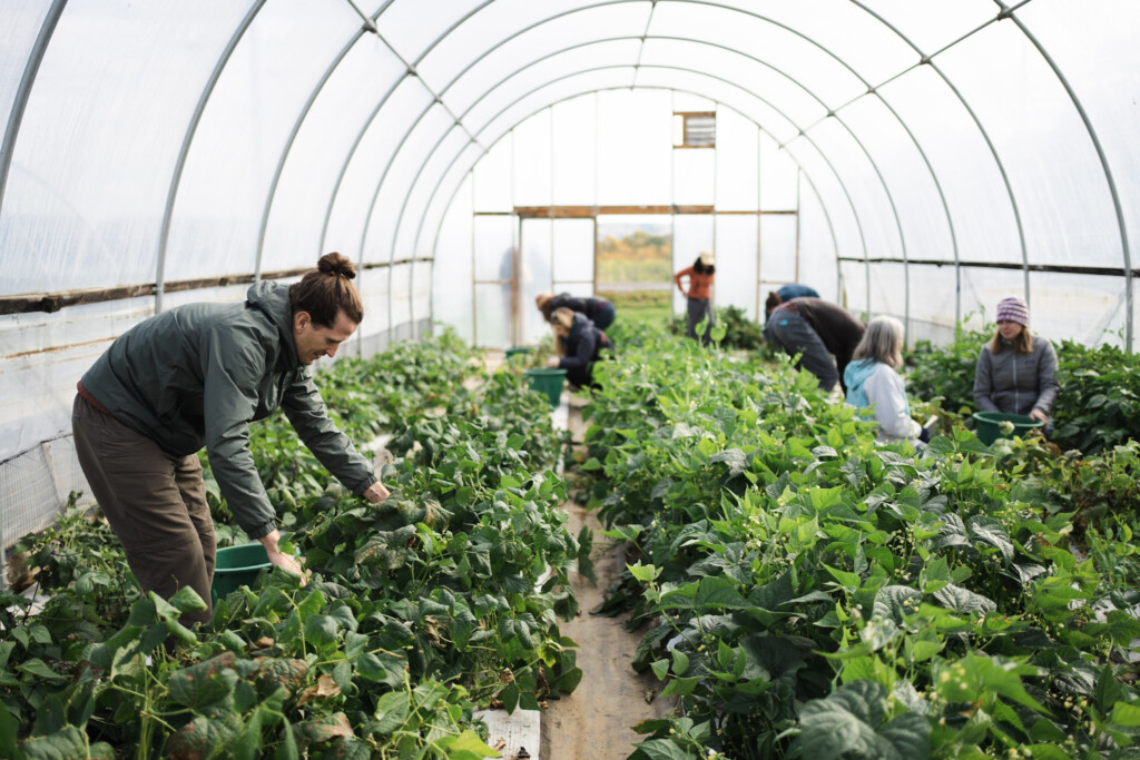 Organic Consulting - Rodale Institute