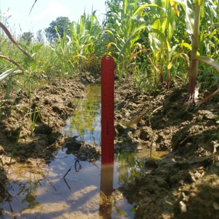 Standing water observed between corn crop rows several days after a large rainfall event