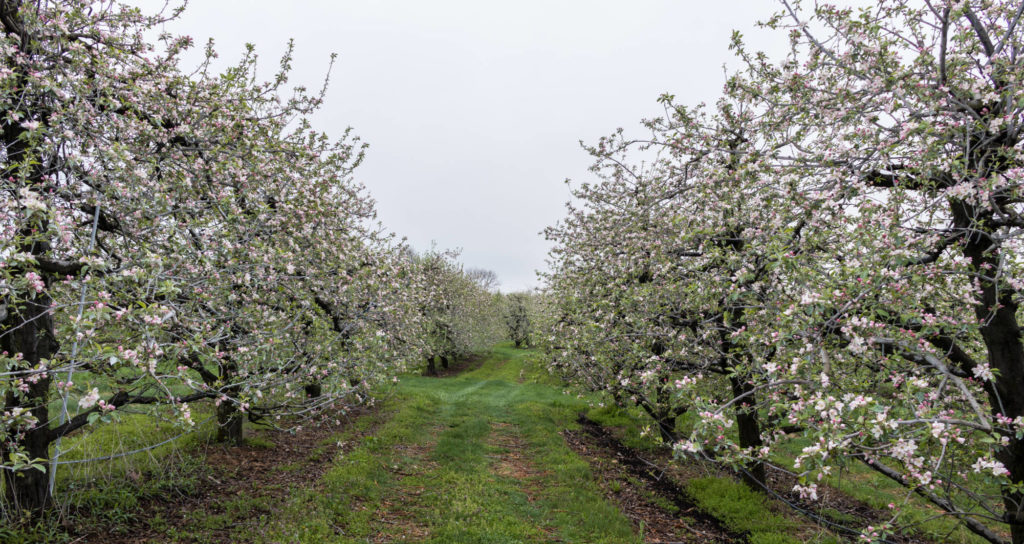 rodale organic apple orchard