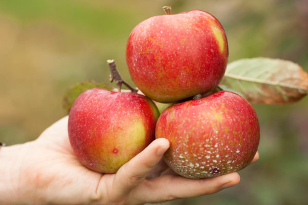 holding organic apples