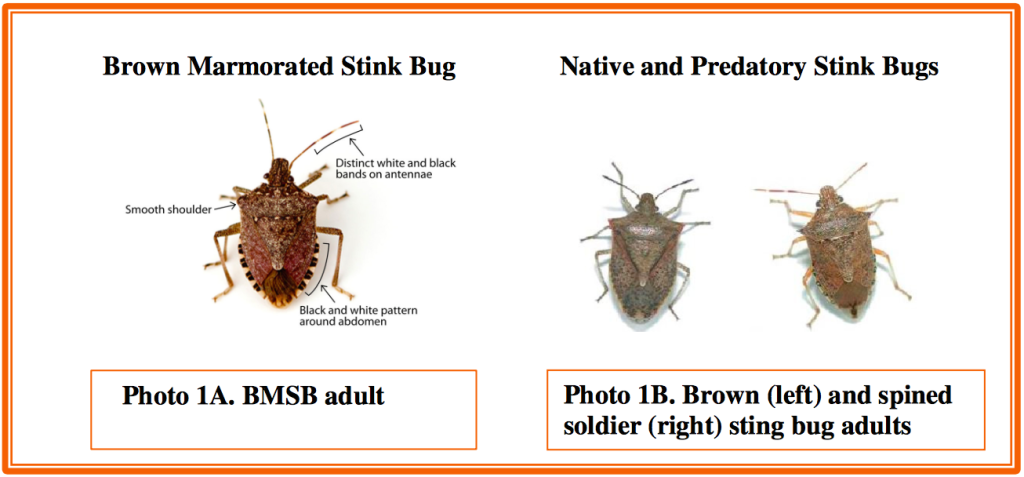 Large-Scale Study Points to Simpler Trap for Monitoring Brown Marmorated  Stink Bugs