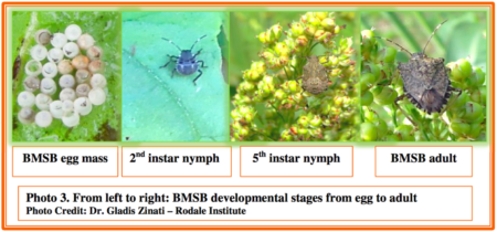 Managing the Brown Marmorated Stink Bug Organically - Rodale Institute