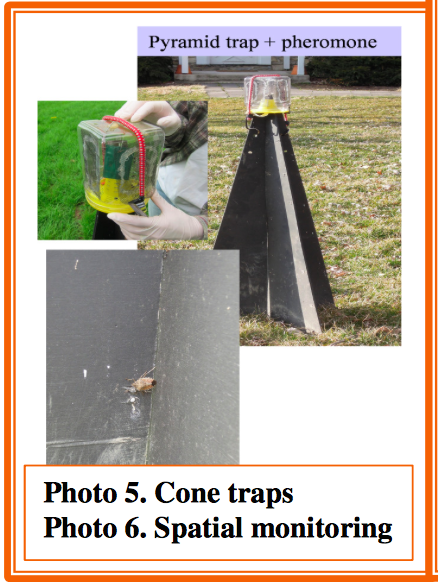 DEAD-INN Stink Bug Trap