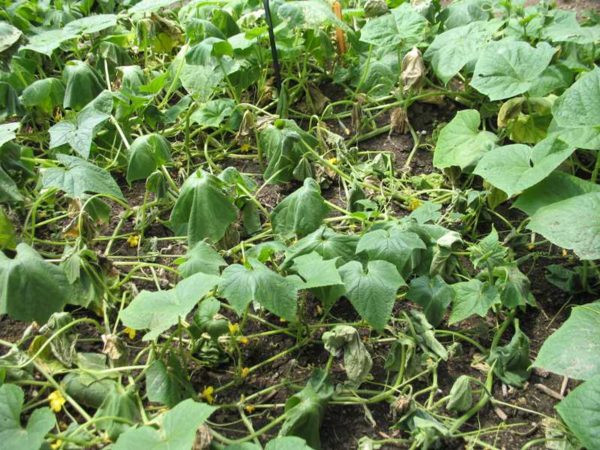 Diseased cucumber plants