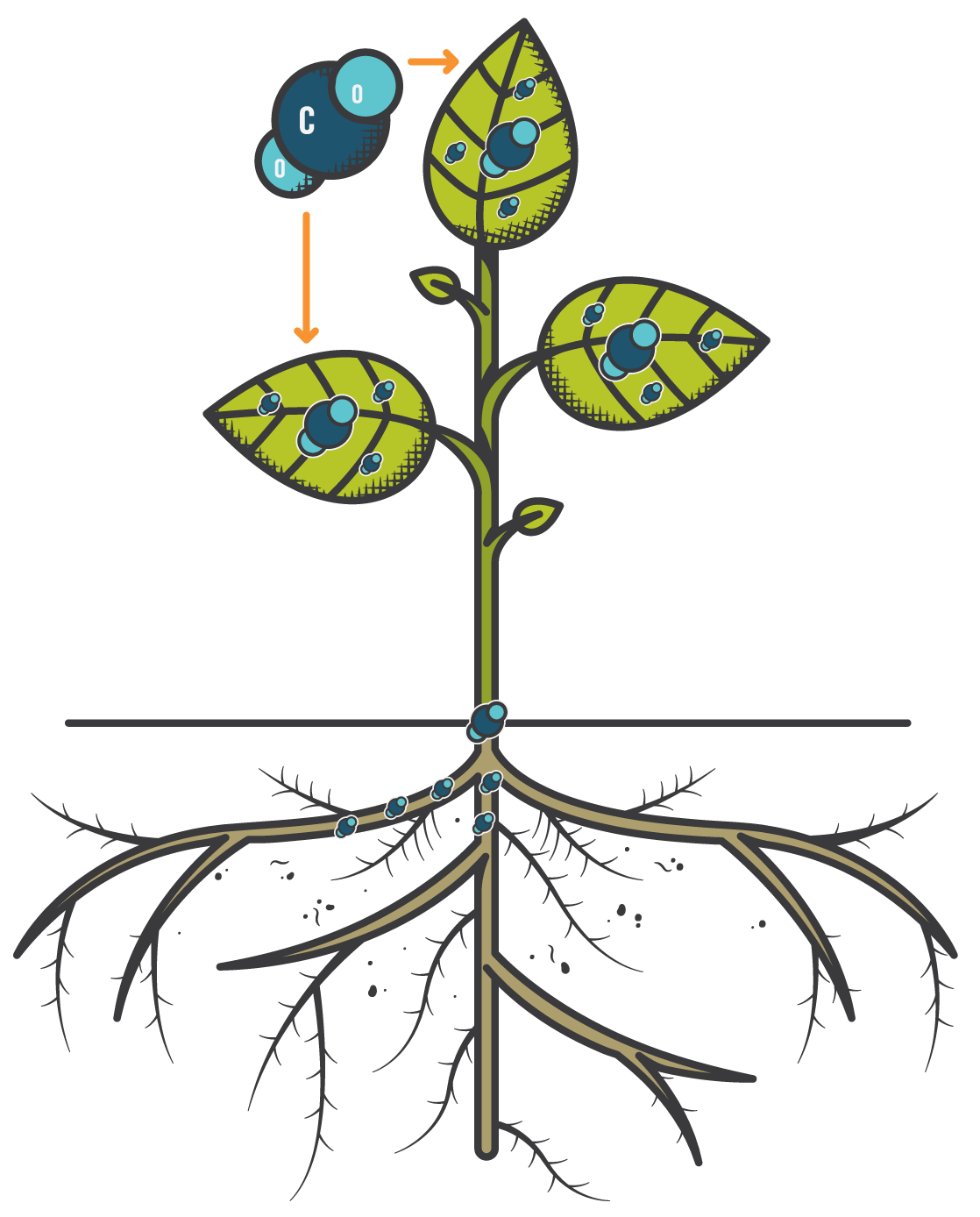 sequestro del carbonio