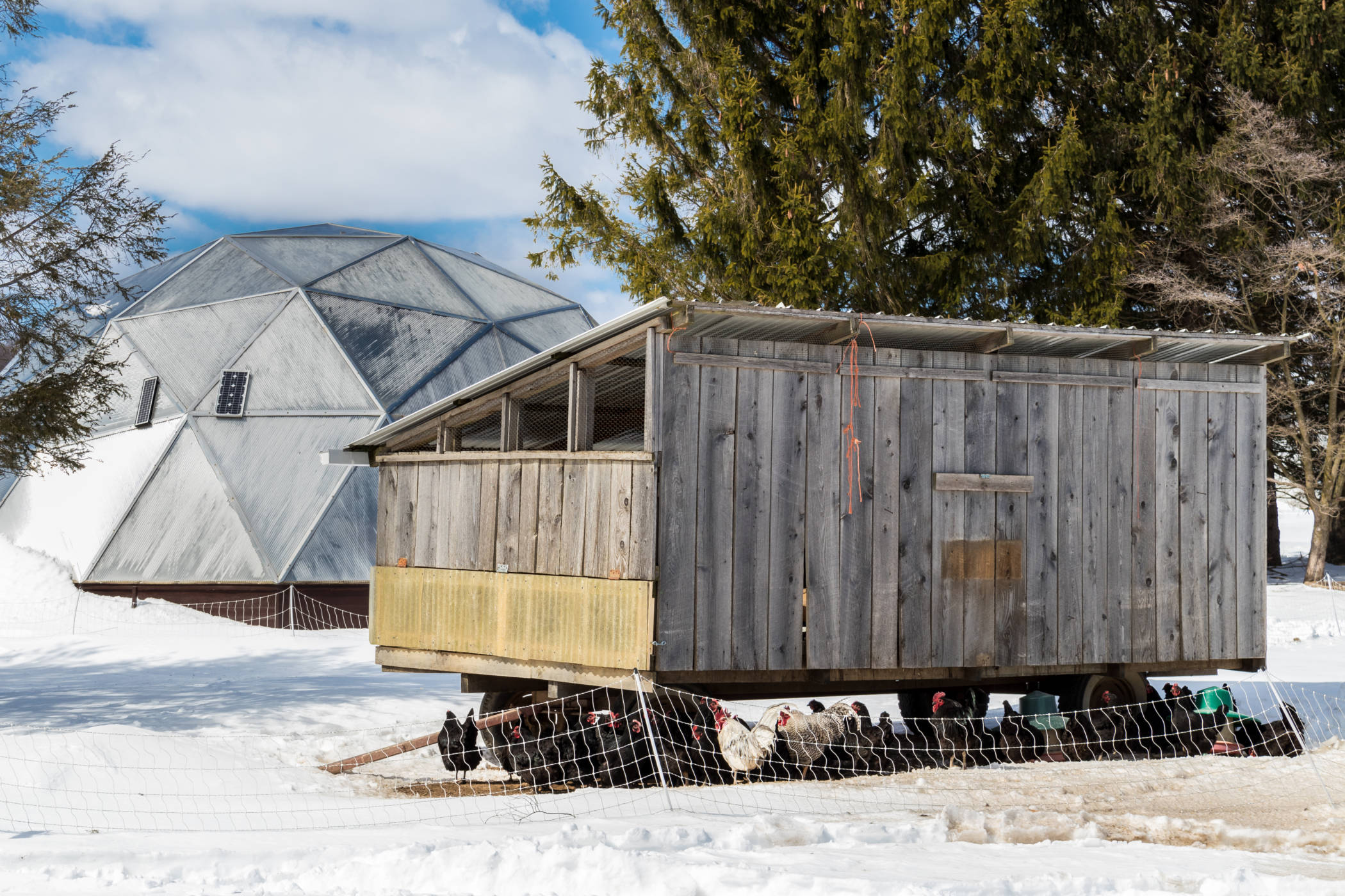 How to Establish a Small-Scale, Pastured Poultry Operation - Rodale  Institute