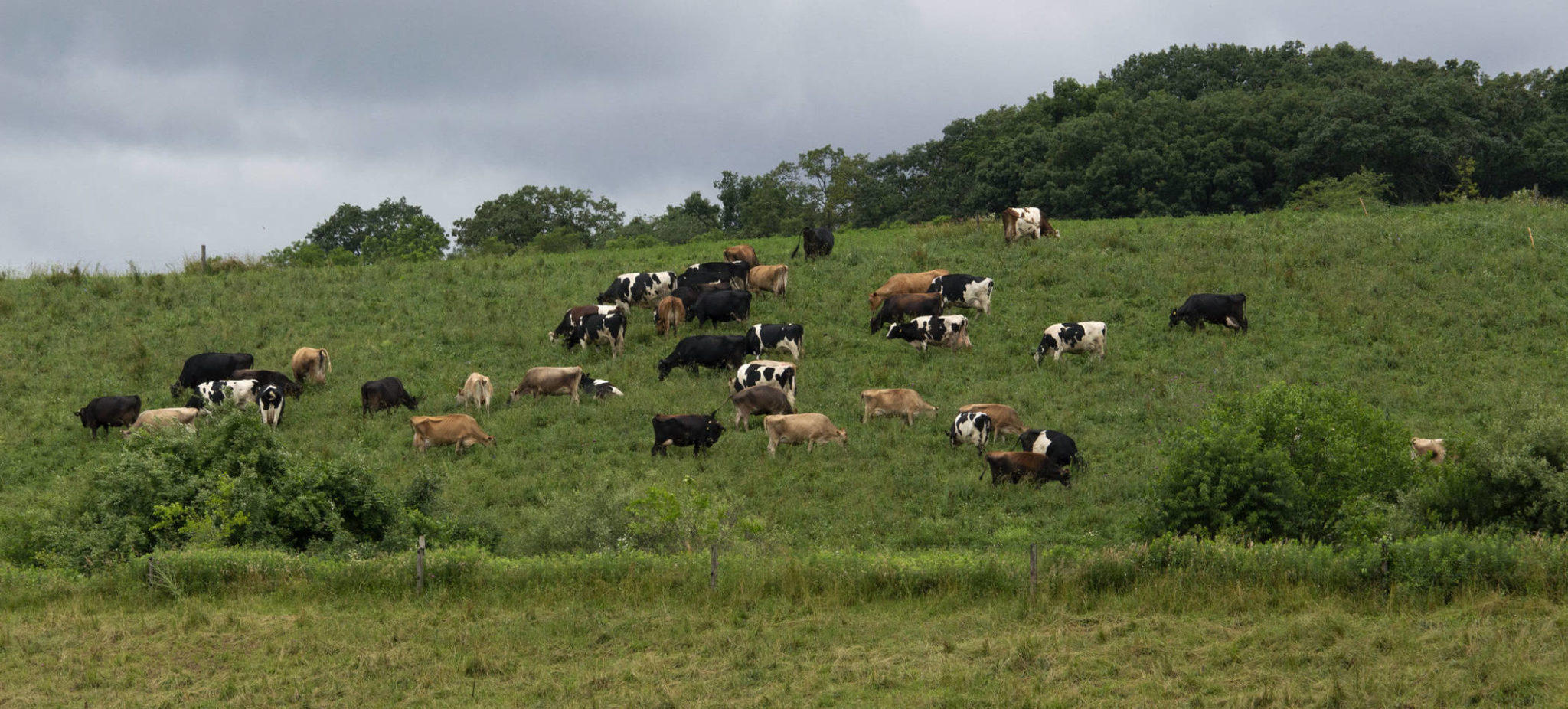 Crop Livestock Integration Rodale Institute