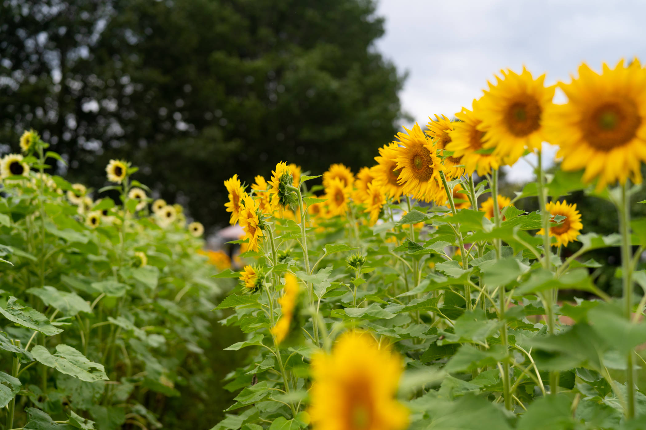 row of sunflowers