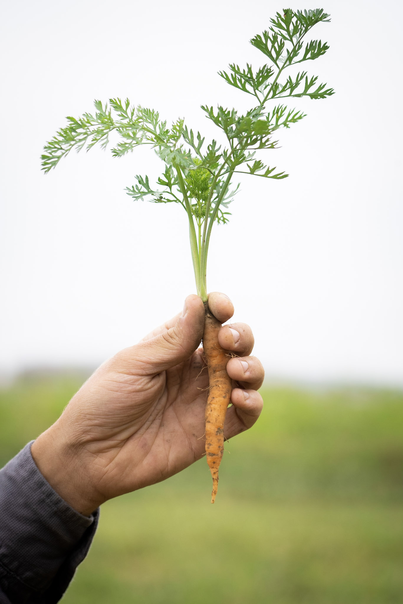 St. Luke's-Rodale Institute Organic Farm - Rodale Institute