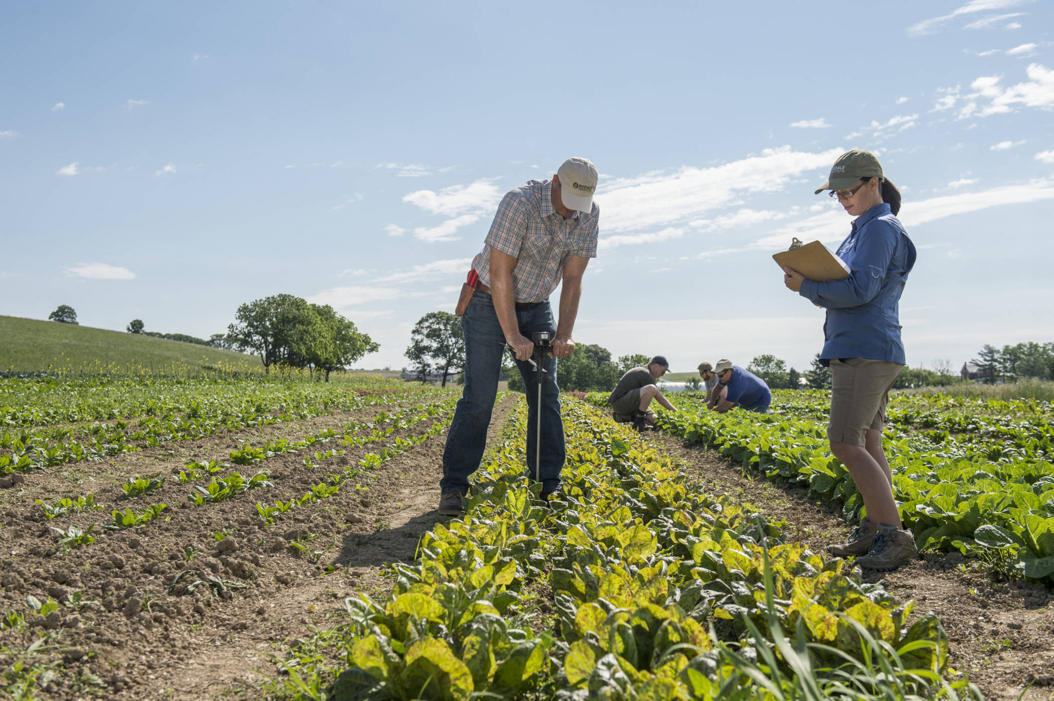 taking a soil sample