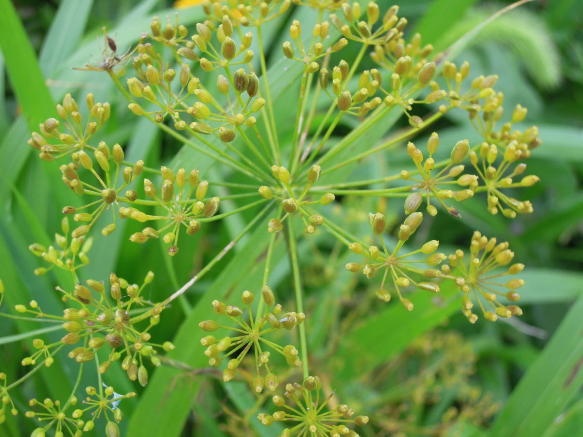 How to Plant Insectary Strips and Which Plants to Use Rodale Institute