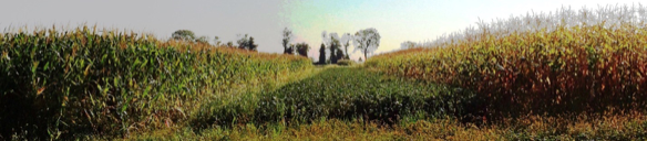 Ein Panorama, das den Erntevergleich beim Farming Systems Trial zeigt