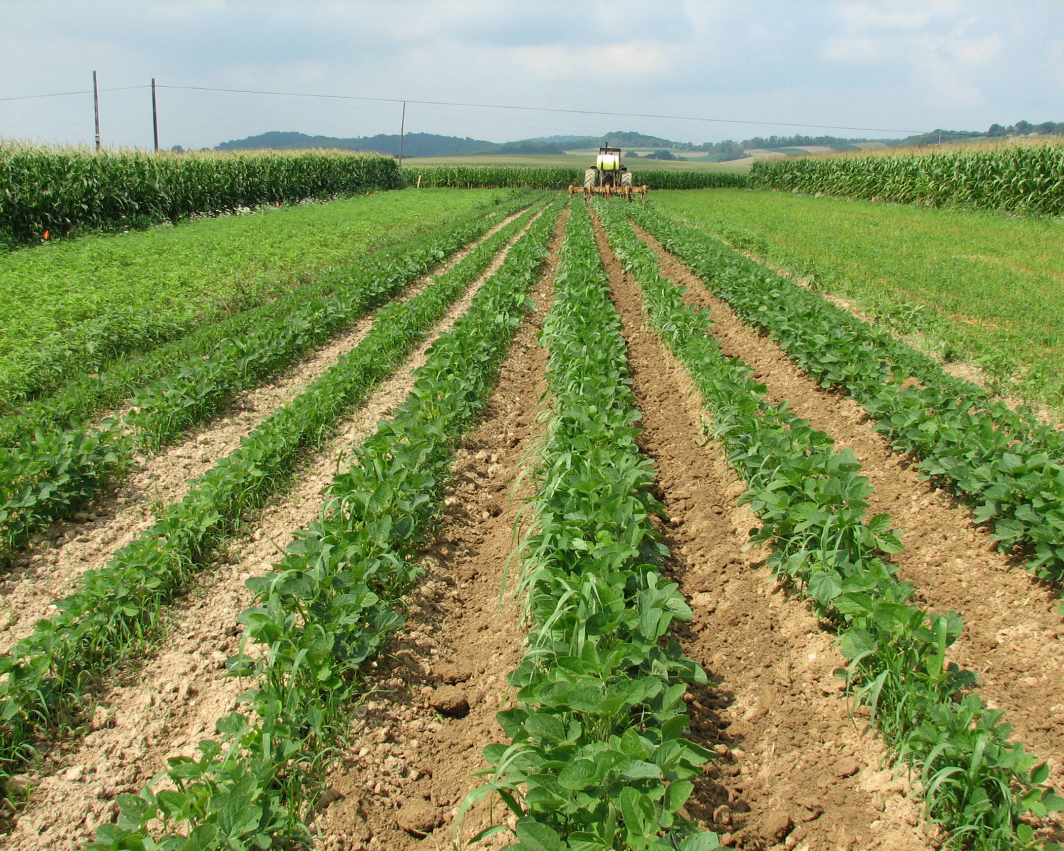 cultivo de soja rodale