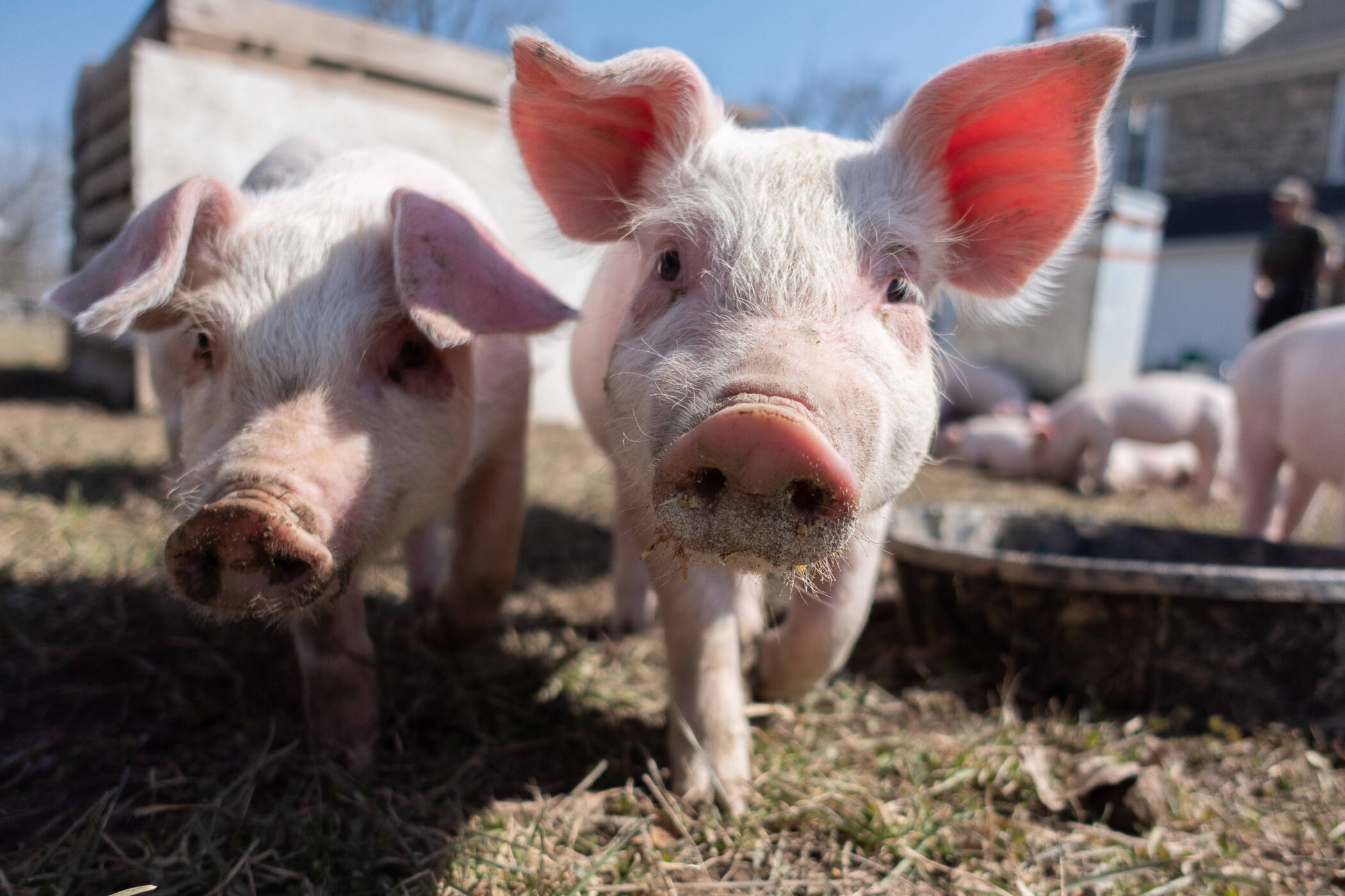 Ökologische Tierhaltung