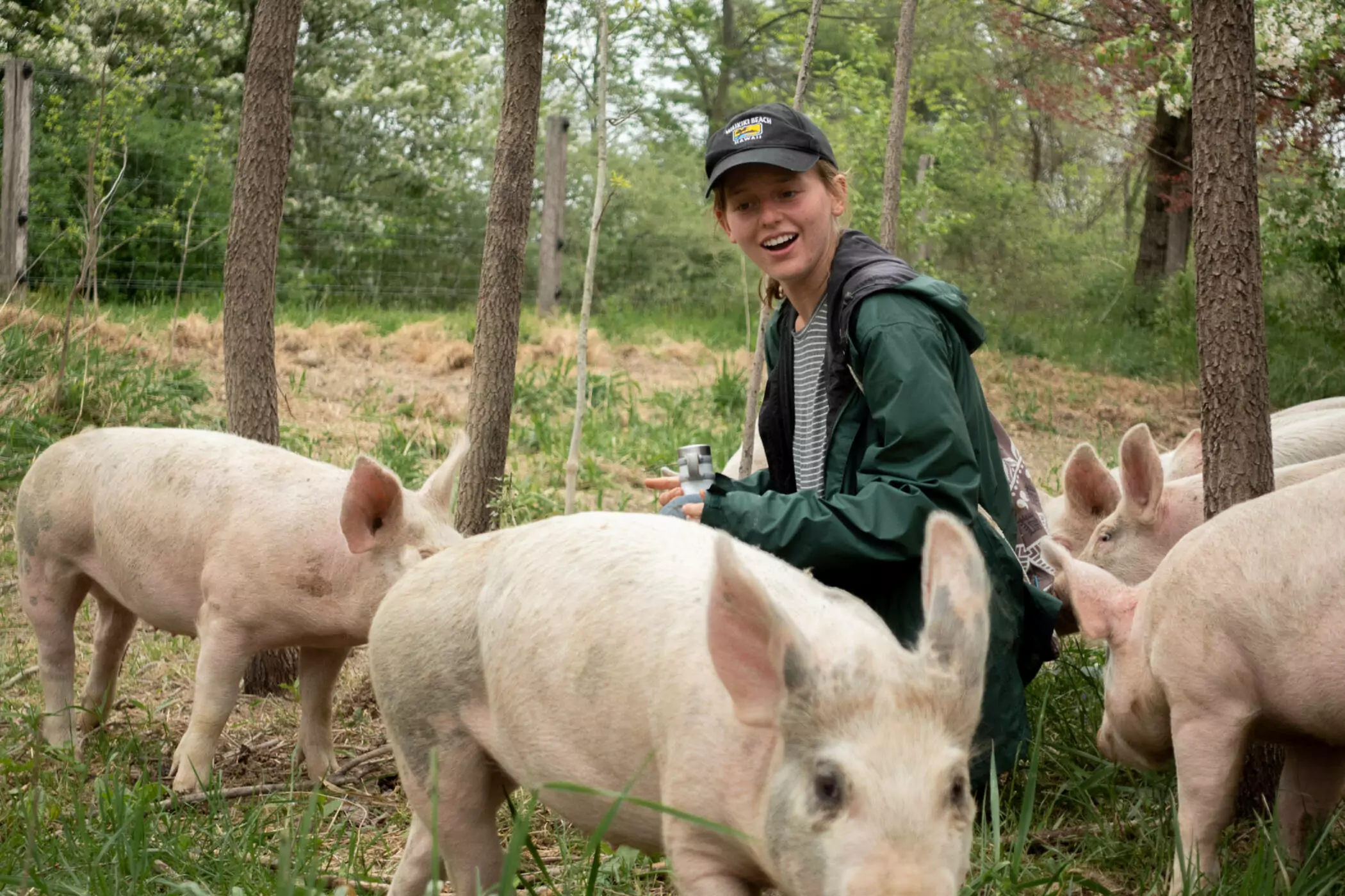 Organic Swine Production