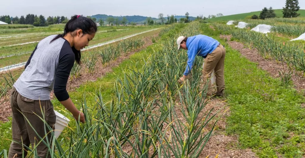 farmers picking plants