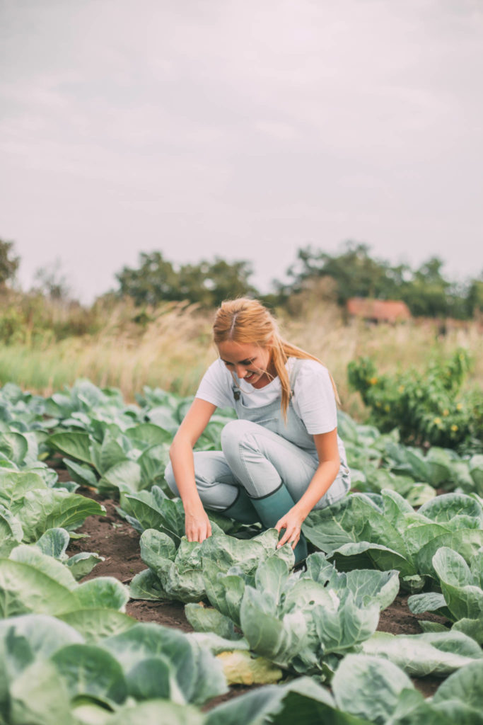 harvesting organic cabbage