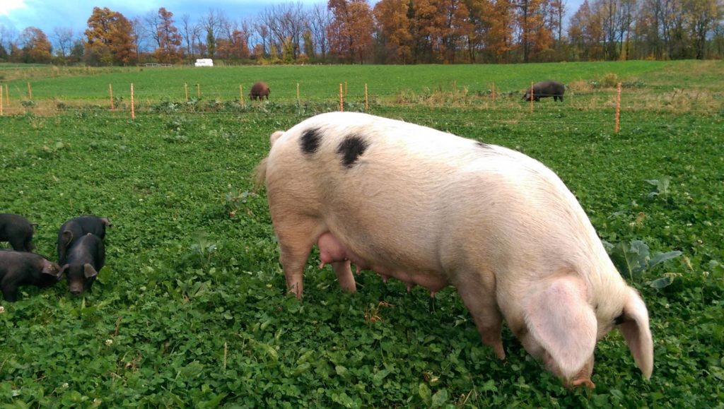 porca pastando no pasto com leitões