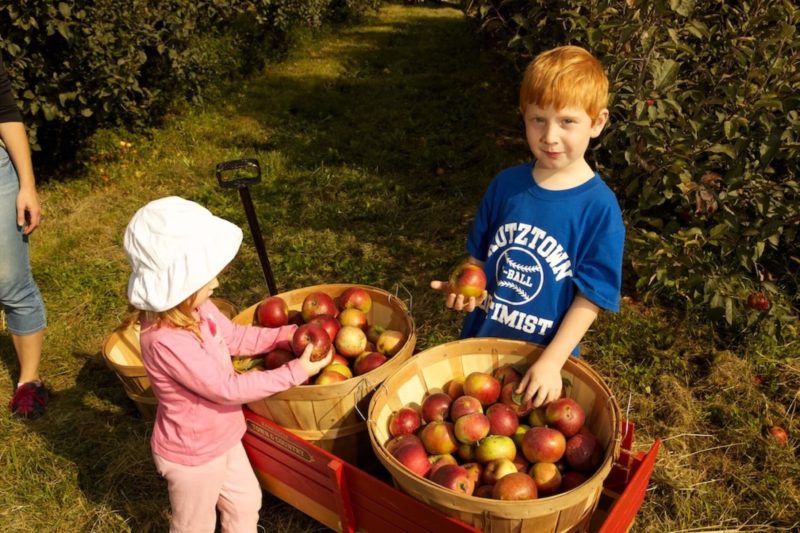 kids standing with baskets of organic apples