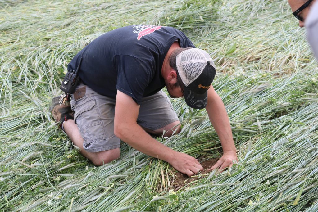 Conducting research on industrial hemp using organic no-till techniques