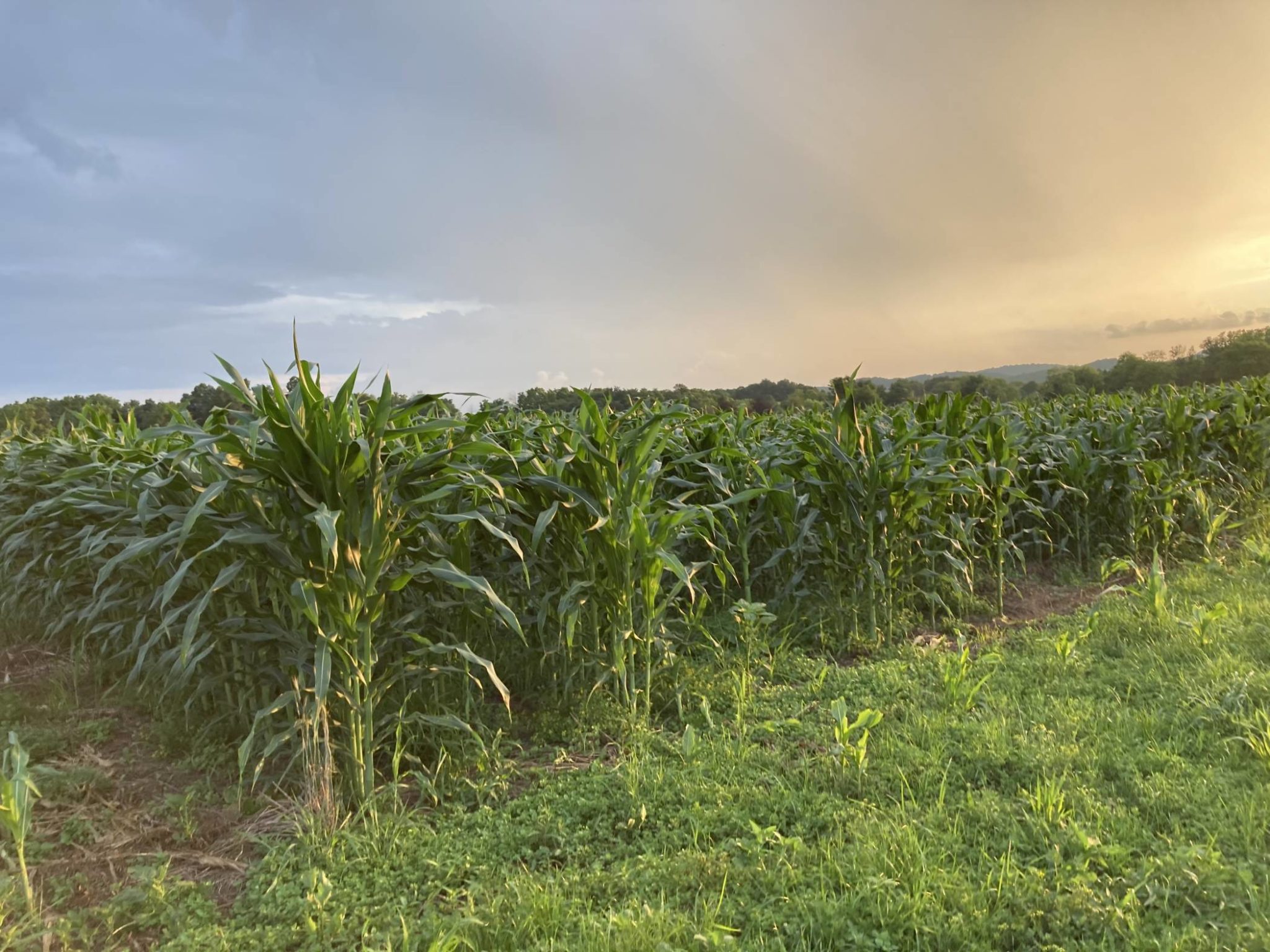 Rodale No-Till: Organic Success for Grain Farmers