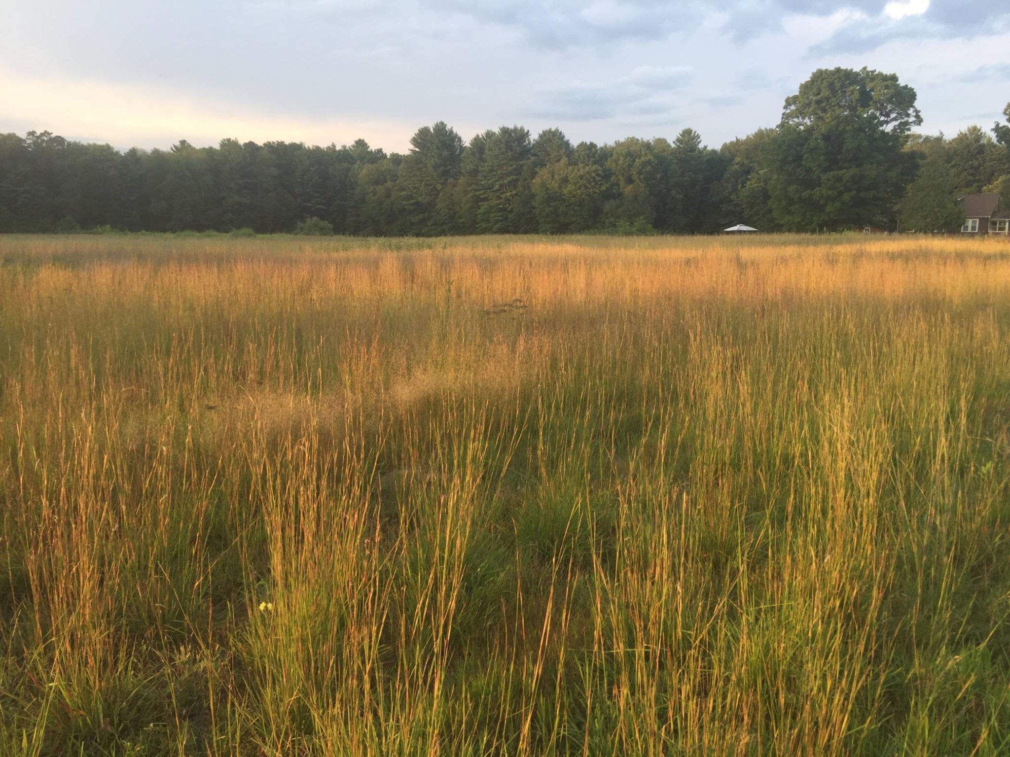 21 Plants to Transform Your Lawn Into a Meadow Rodale Institute