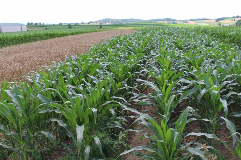 fileiras de plantinhas de milho