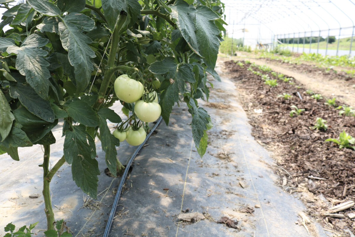 SE TOPP Regenerative Organic Farm Tour & Learn - Rodale Institute