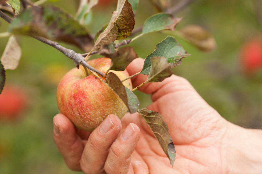 organic apple orchard at Rodale Institute