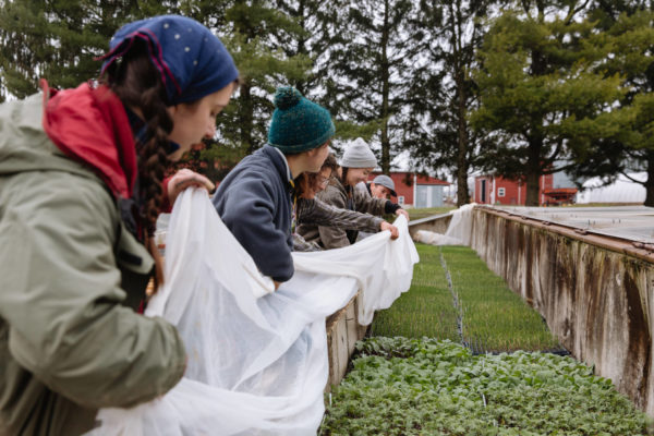 agricultores orgánicos cuidando cultivos