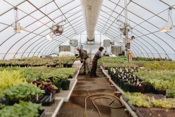 organic farmers in greenhouse