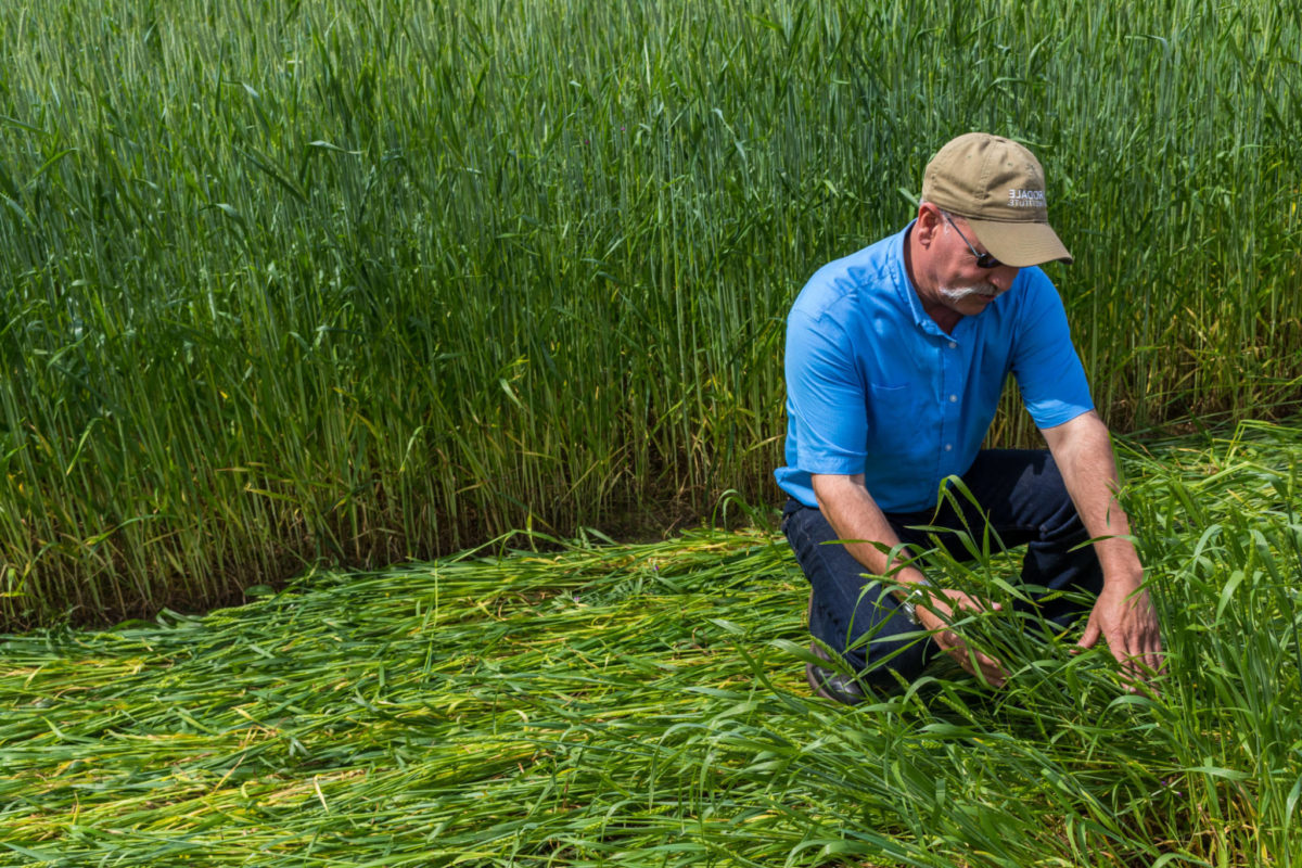 Webinar: Innovative Weed Control Tools in Organic No-Till Systems ...