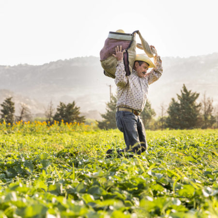 organic farmer carries in the harvest