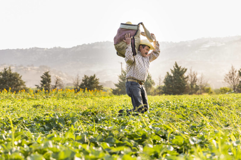 organic farmer carries in the harvest
