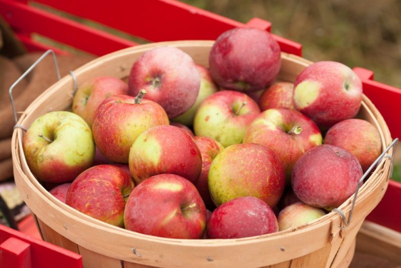 Organic Apple Orchards - Forks in the Dirt Finding your fall family outing