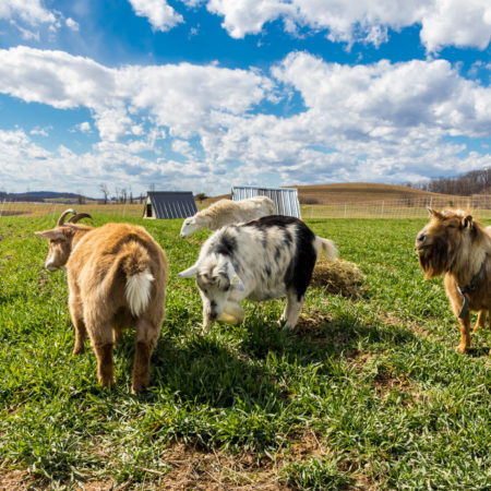 goats grazing on pasture