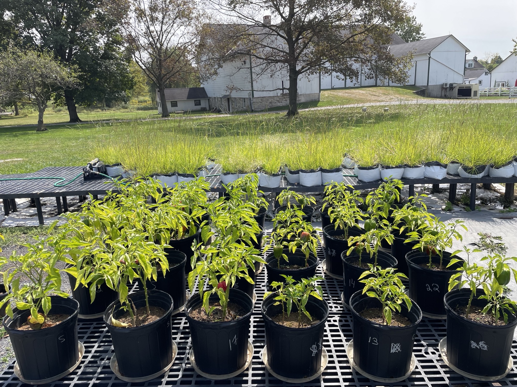 Rodale-Kutztown Study: Organic Soil & Swine Health Breakthroughs