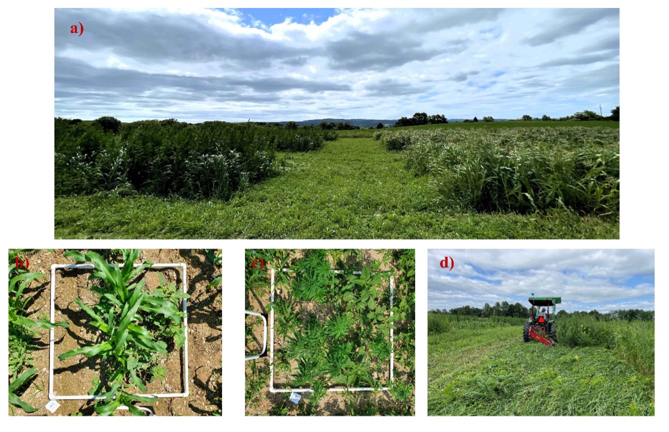 Rodale Institute: Hemp Cover Crop Crimping for Soil & Weeds