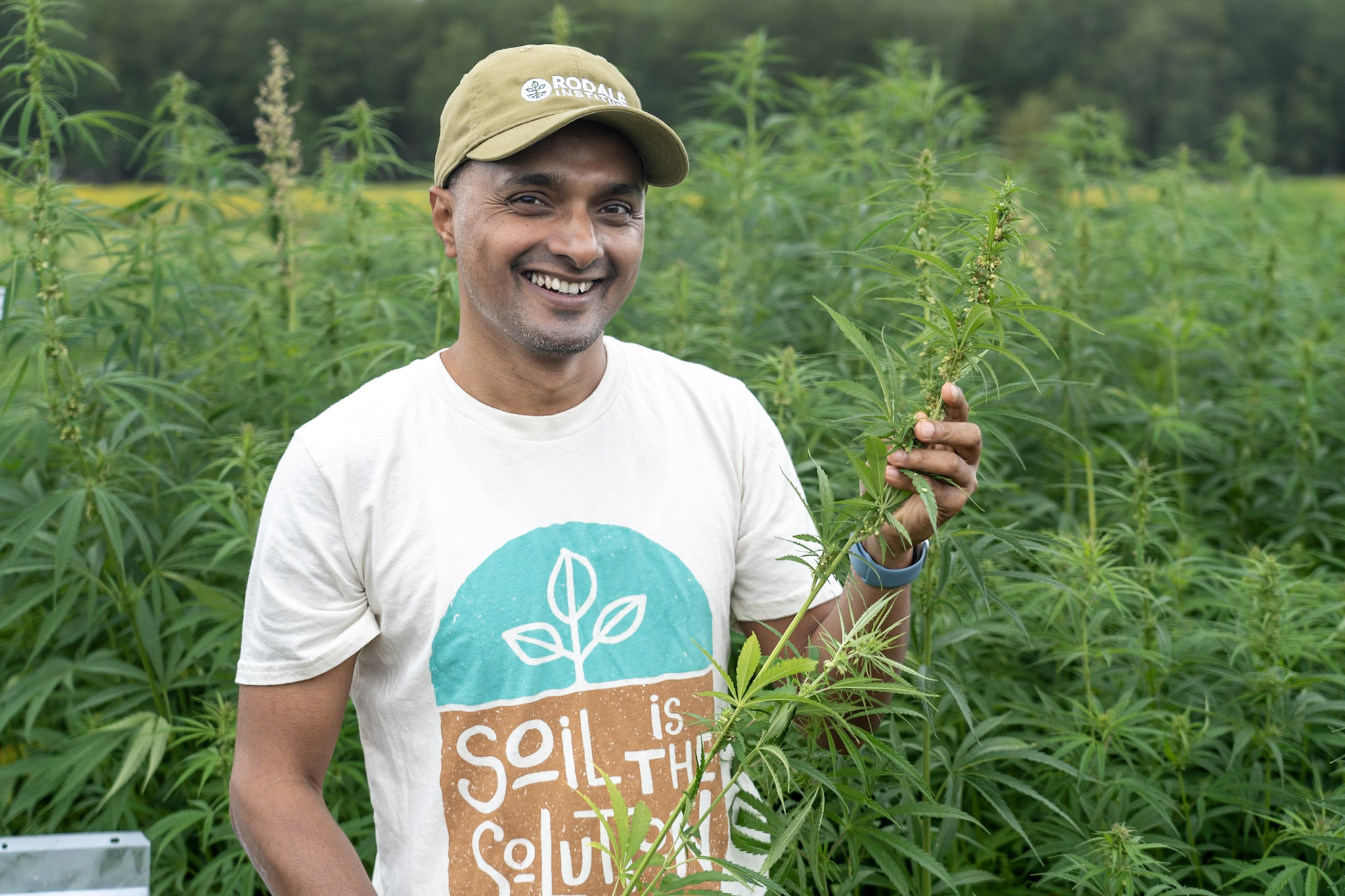 Improving Fiber Hemp Quality through Cover Crop Selection and Right Planting Time