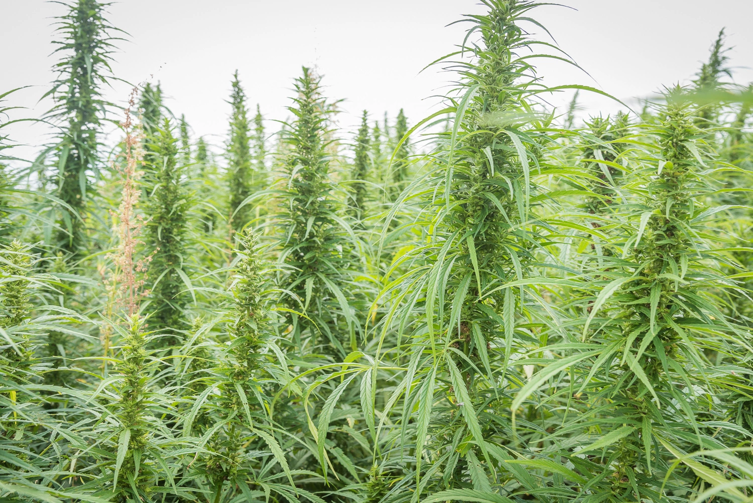 industrial hemp
