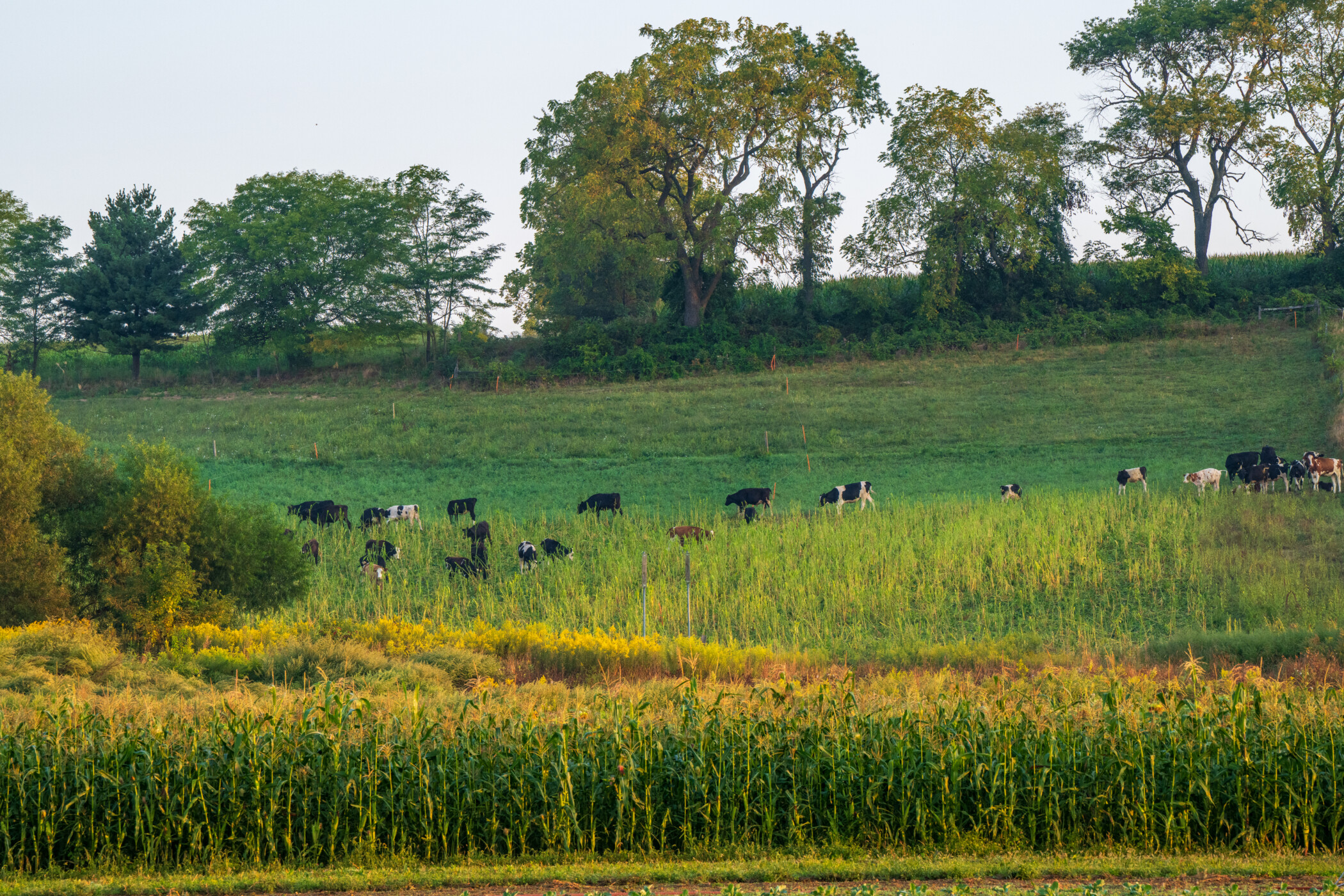 Rodale Institute's 50-Year Regenerative Organic Journey