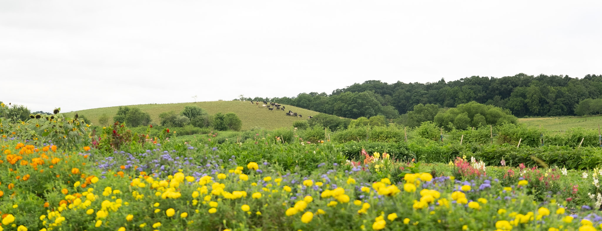 Rodale Institute Expert Defines Organic Farming Principles