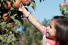 Best Practices for Growing Organic Apples in the Northeast - Rodale  Institute